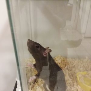 Meet your Posher, Remy